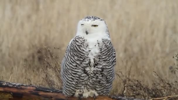 Sneeuwuil (bubo scandiacus) in vancouver, canada - Video