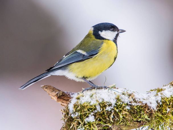 Great tit Parus major, on branch overgrown with moss in frost, Midlands, winter - Foto, afbeelding
