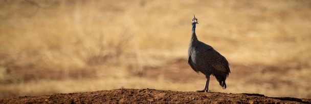 Panorama of helmeted guineafowl on earth bank - Photo, Image