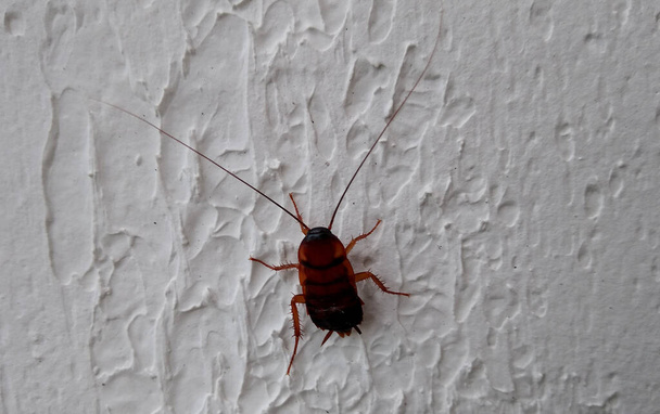 salvador, bahia, brazil - february 4, 2021: cockroach insect is seen in residence in the city of Salvador - Photo, Image
