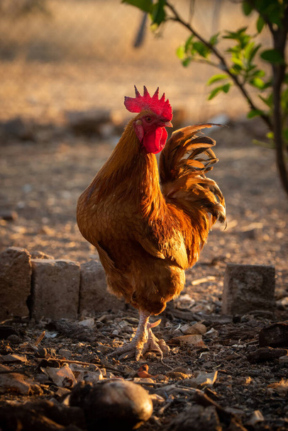 Rooster stands backlit at sunset by bricks - Photo, Image