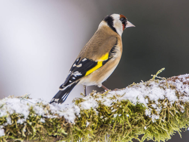 Perching Goldfinch rano w śnieżnym krajobrazie - Zdjęcie, obraz