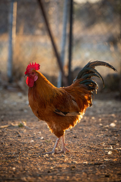 Rooster stands backlit on ground at sunset - Photo, Image