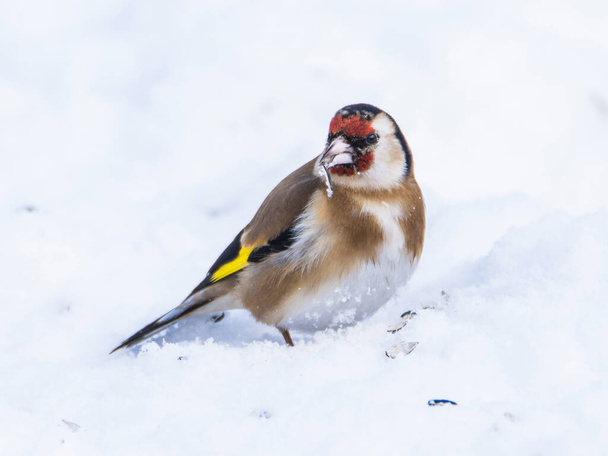 Perching Goldfinch rano w śnieżnym krajobrazie - Zdjęcie, obraz