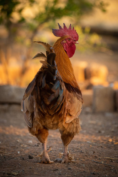 Rooster stands on bare ground turning head - Photo, Image