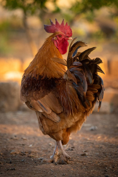 Rooster stands turning head on bare ground - Photo, Image
