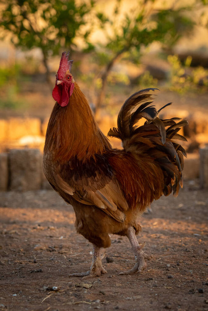 Rooster walks across bare ground turning head - Photo, Image