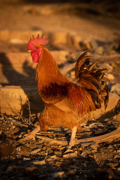 Rooster walks across stony ground at sunset - Photo, Image