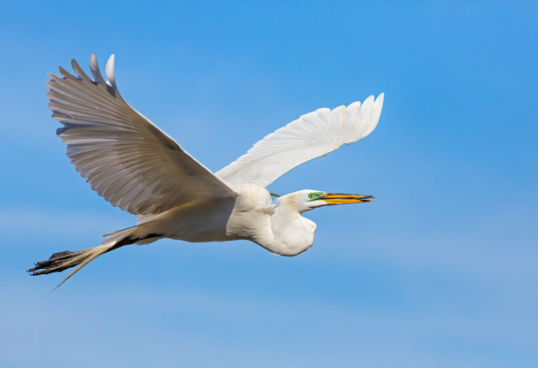 Grande Egret voando com vara
 - Foto, Imagem