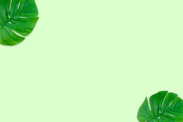 Monstera leaves summer on green background. Copy space concept and top view - Photo, Image