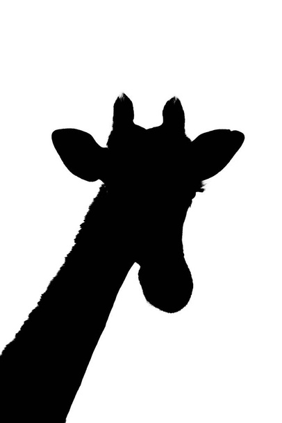 Silhouette of southern giraffe head and neck - Photo, Image