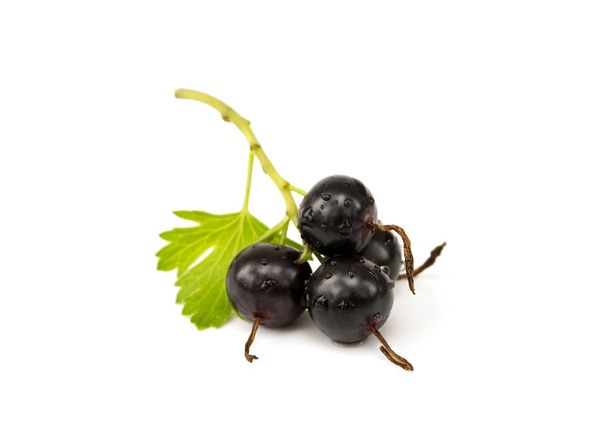 Black currant with leaf - Photo, Image