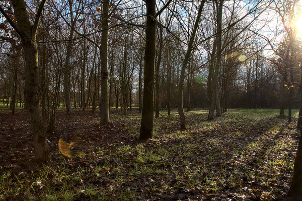 日光に照らされた森の中の裸の木 - 写真・画像