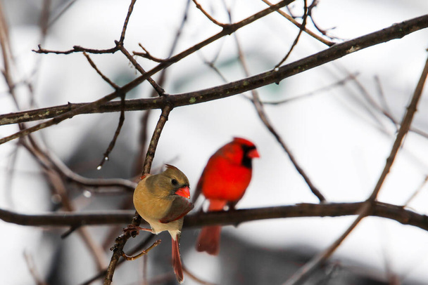 Due cardinali maschi e femmine seduti fuori sull'albero in inverno - Foto, immagini