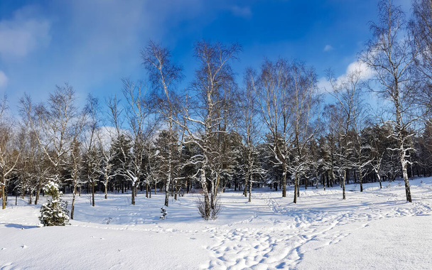 Betulla coperta di neve in una giornata di sole invernale a Riga, LettoniaFreddo clima invernale. - Foto, immagini