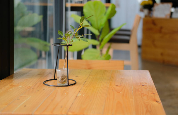 зеленые листья растений в стеклянном горшке украшения в кафе - Фото, изображение