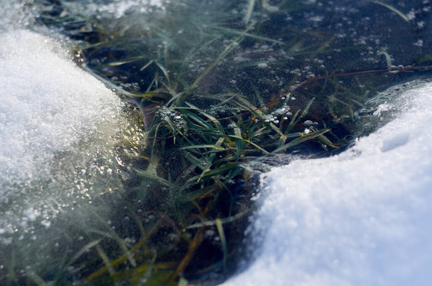 Foto de grama verde sob gelo close up - Foto, Imagem