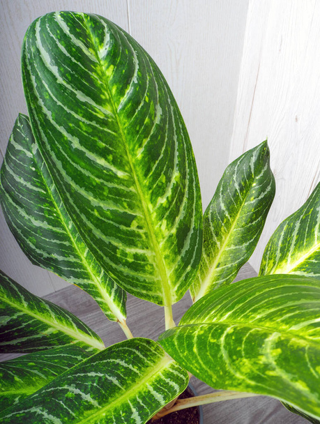 Aglaonema Kay lime - це вічнозелена рослина з великими зеленими листками з білими і жовтими орнаментами. - Фото, зображення