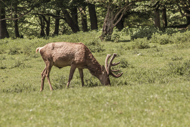 Alleenstaand rood hert op een groene open plek. Dierlijk thema. Wildpark in Warstein, Duitsland - Foto, afbeelding
