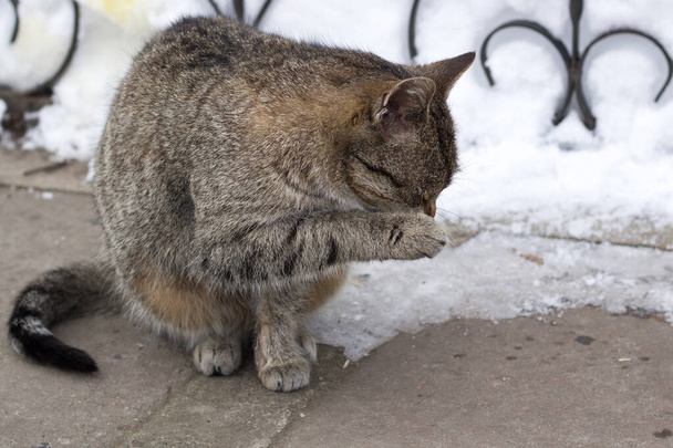 Nahaufnahme einer kleinen grau gestreiften, pelzigen Katze, die im kalten, im Winter verschneiten Hof sitzt - Foto, Bild