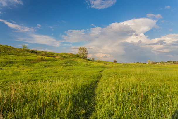 weide met groen gras en blauwe lucht - Foto, afbeelding