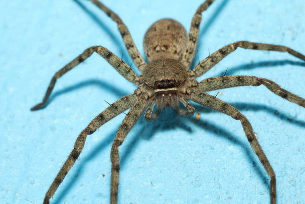 Kapalı başlı kurt örümceği, mavi renkli çimento zeminde bulunan böcek hayvanıdır. - Fotoğraf, Görsel