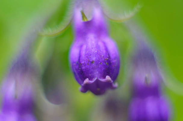 квіти звичайної мерзлоти, Symphytum officinale крупним планом
 - Фото, зображення