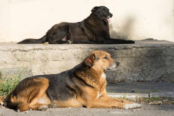 Due cani randagi per strada. Stile di vita animale urbano. Solitudine ed emozioni tristi. - Foto, immagini