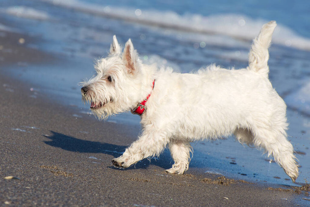 West Highland White Terrier τρέχει κατά μήκος παραλία άμμο. Το παλτό, η μύτη, τα αυτιά και η ουρά του σκύλου είναι βρεγμένα. Το κουτάβι είναι χαρούμενο.. - Φωτογραφία, εικόνα