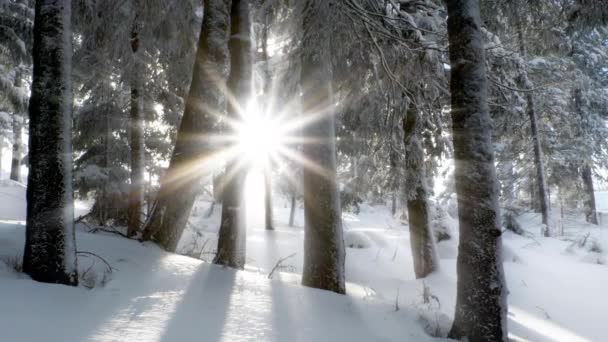 Dolly shot view Bos in de winter - zon schijnt tussen de besneeuwde bomen op dag - Video