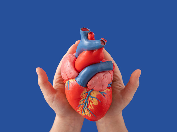 Un cuore umano, un oggetto di scena scolastico, con le sue dolci mani femminili su sfondo blu. Posa piatta. - Foto, immagini