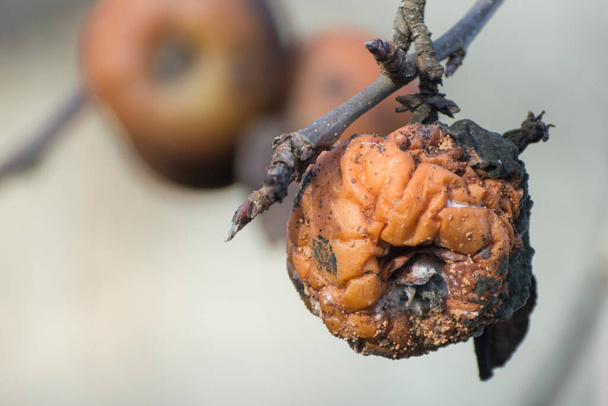 Rotten apples on the tree in spring. The fruit is afflicted with disease. - Photo, Image