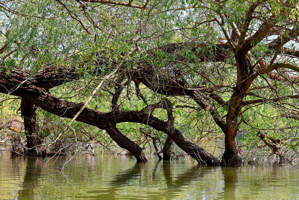Willow trunks and branches bent over water of the Danube river - Photo, Image