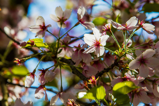 Erstaunliche Magnolienblüte - weiße Blumen und Kirschblüten (rosa) im Hintergrund - Foto, Bild