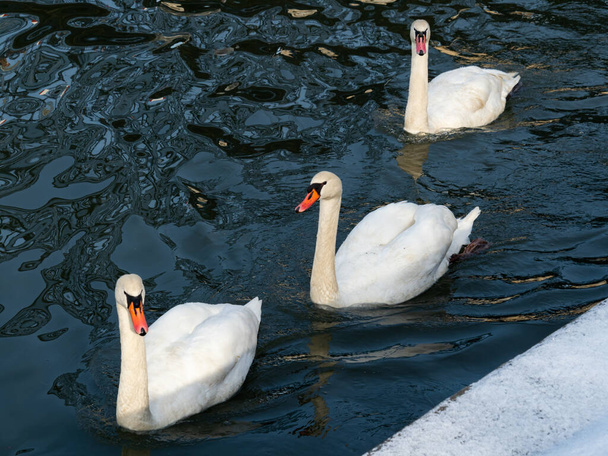 Три білих лебеді в річці Вісла чекають на їжу.. - Фото, зображення