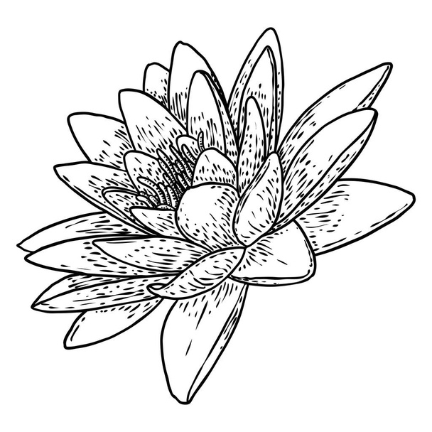Lotus flower. Floral botanical water lily flower. Isolated blooming pond wildflower. Lotus flower for spiritual body and mind designs, spa, meditation, religion, yoga. Vector. - Wektor, obraz