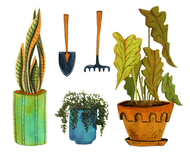 акварельний набір домашніх рослин і садових інструментів
 - Фото, зображення
