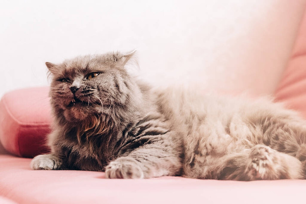 одна сіра пухнаста кішка лежить на рожевому дивані з розчарованим мордою
 - Фото, зображення