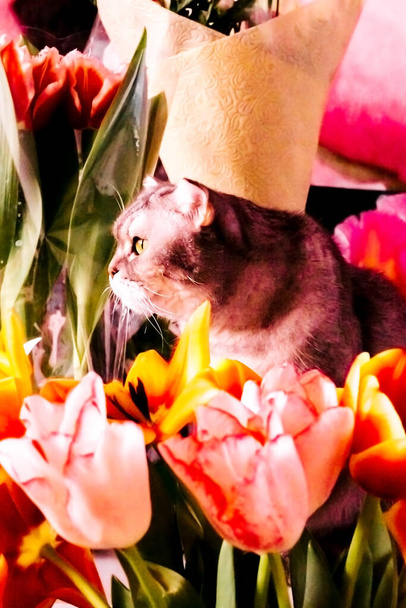 bel gatto tabby si siede vicino a mazzi di tulipani. belle teste di fiori primo piano. fiori profumati per la vacanza di marzo  - Foto, immagini