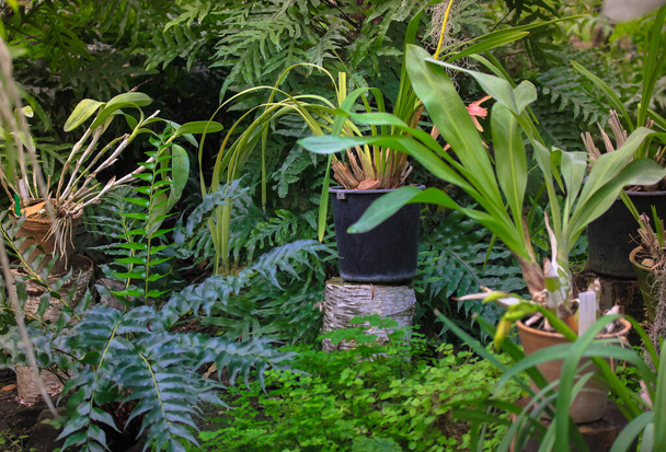 Different green plants in the home garden. Lots of flowers in pots. Greenhouse with tropical plants in the city jungles. - Photo, Image