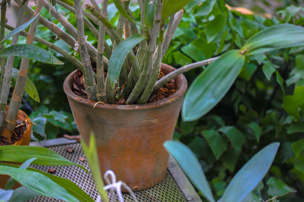 Green smooth leaves in a red clay decorative pot for growing plants and flowers at home. Garden, Jungle and flower store. Place for text - Photo, image