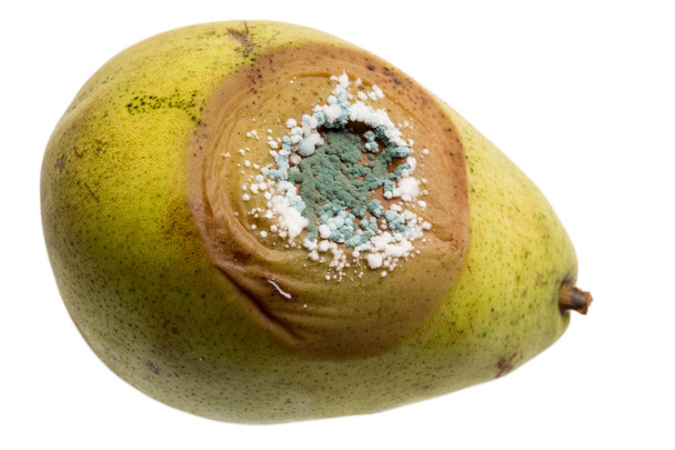 pear に成長している菌のクローズ アップ - 写真・画像
