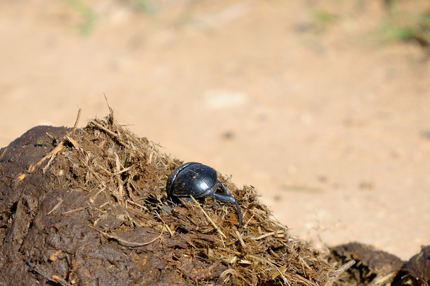 Flightless Dung Beetle - Photo, Image