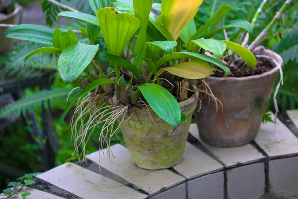 Hojas de orquídea verde y amarilla sin flores en dos macetas de barro. Orquídea enferma. Cultivo de plantas exóticas en el hogar y la jardinería. Lugar para el texto - Foto, Imagen