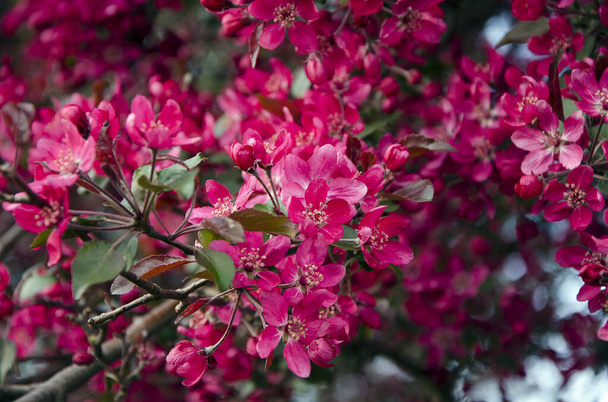 庭に美しいピンクの花の装飾的なリンゴの木 - 写真・画像