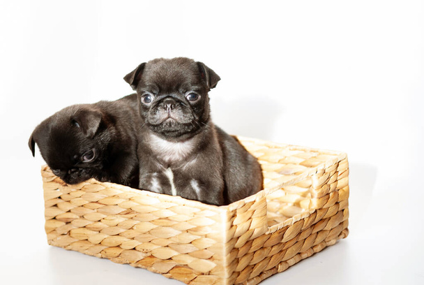 Twee kleine zwarte pugs zitten in een rieten mandje, honden op een witte achtergrond. - Foto, afbeelding
