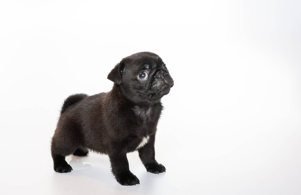 Pug na białym tle, czarny szczeniak, piękny pies, małe puszyste zwierzę. - Zdjęcie, obraz