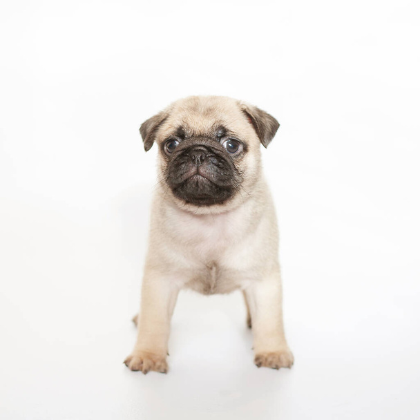 Little cute white pug puppy on a white background. - Photo, Image