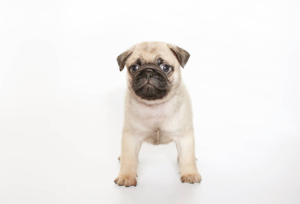 Little cute white pug puppy on a white background. - Photo, Image