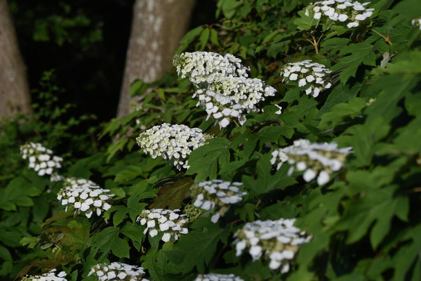 Oakleaf hydrangea (Hydrangea quercifolia 'Snow flake' ) is a Hidrangeaceae deciduous shrub with bright white flowers that bloom in cones from May to July. - Photo, Image